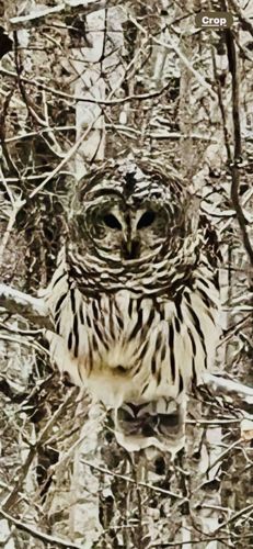 Barred Owl in Winter Branches Photograph