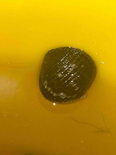 Live Land Snail (likely a type of leatherleaf slug or similar terrestrial gastropod)