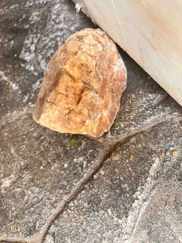 Angular Sedimentary or Metamorphic Rock Used as a Doorstop