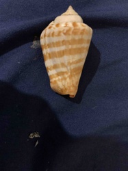 Conus Textile Seashell