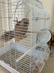 White Wire Bird Cage