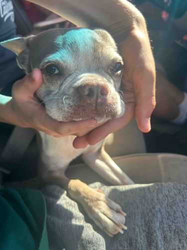 Boston Terrier / French Bulldog Mix Dog