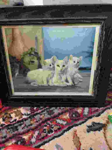 Framed Photographic Print of Three White Kittens