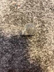 Fossilized Seashell Fragment
