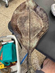 Metal Leaf-Shaped Dish or Sculpture