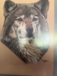 Wildlife Art Print of a Wolf Head