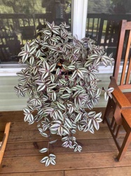 Tradescantia zebrina (Wandering Jew / Inchplant)