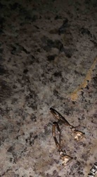 Pair of Dangle Earrings with Trillion-Cut Gemstones