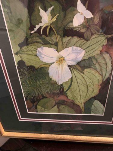 Botanical Print of Trillium Flowers by Mary Dawn Robert's