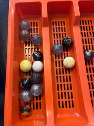 Assorted Vintage Glass Marbles in Storage Tray