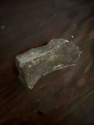 Unidentified Bone/Fossil Fragment