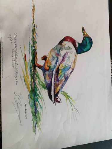 Limited Edition Art Print: Dipping Out / Mallard Duck / Pond & Rim by Barry Barnett