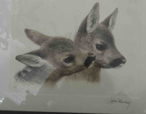 Two Fawn Heads Drawing