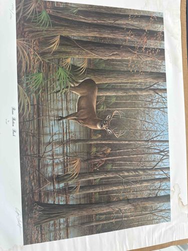 Rose Bottom Buck - Limited Edition Print