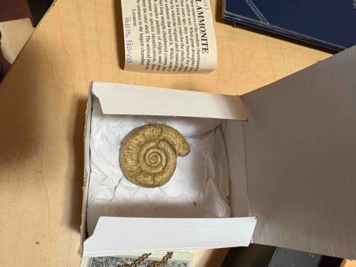 Ammonite Fossil