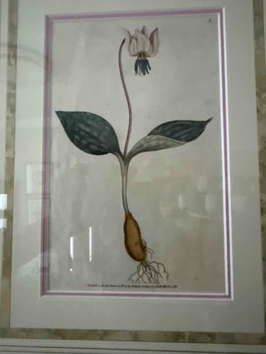 Botanical Illustration of Dog's Tooth Violet (Erythronium dens-canis)