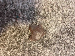 Dried Food Remnant (Likely Chocolate)