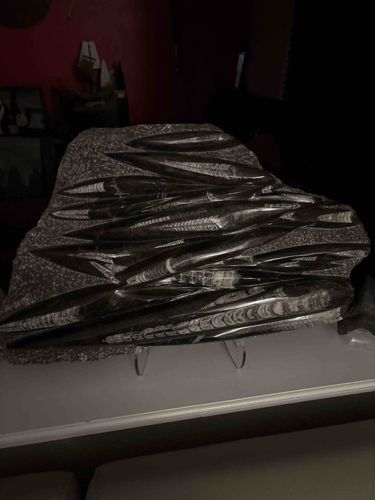 Orthoceras Fossil Multi-Specimen Plate