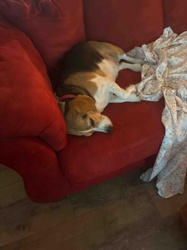 Sleeping Tri-Color Beagle