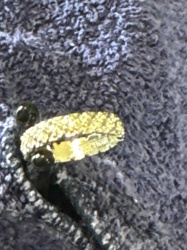18k HGE Gold Electroplated Ring with Textured Top