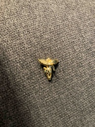 Gold-Toned Insect Brooch or Pin Fragment
