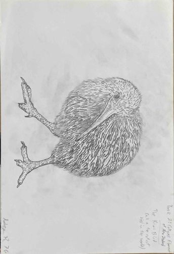 Pencil Drawing of a Kiwi Bird
