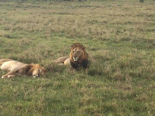 Two Male Lions in a Grassy Plain