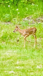 Young Fawn (Baby Deer)