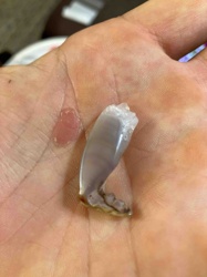 Banded Natural Specimen