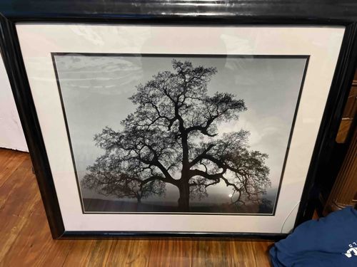 Framed Black and White Photographic Print of a Tree
