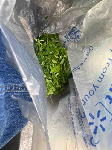 Fresh Moringa Oleifera Leaves