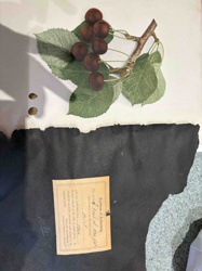 Botanical Illustration of Cherries with Certificate of Authenticity