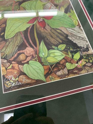 Botanical Print of Red Trillium by MD Robert