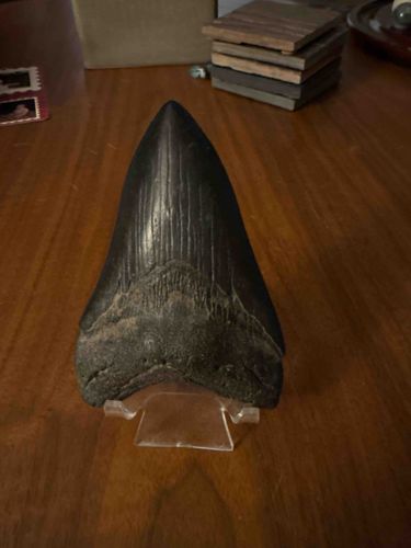 Megalodon Shark Tooth Fossil