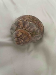 Gastropod Shell (Snail Shell)
