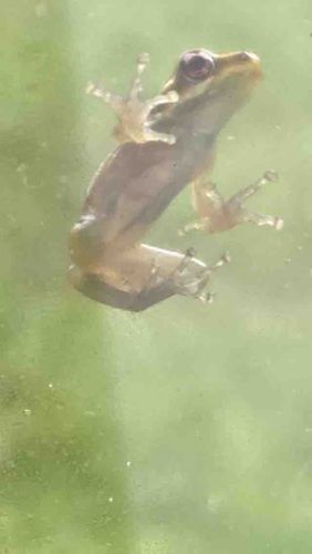 Tree Frog (Amphibian)