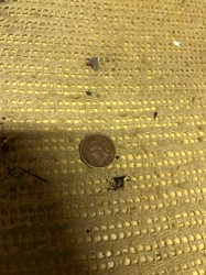 1899 Indian Head One Cent Coin