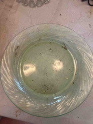 Clear Glass Dinner Plate with Swirl Rim