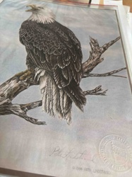 Bald Eagle Limited Edition Art Print by Peter Lindstad