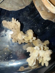 Fungus (Possibly Schizophyllum commune or similar bracket fungus)