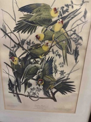Carolina Parrot (Conuropsis carolinensis) Print by John James Audubon