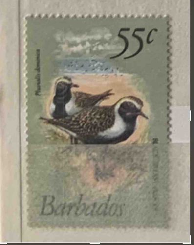 Barbados 55c American Golden Plover Postage Stamp