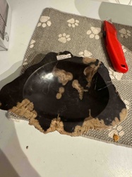 Petrified Wood Decorative Bowl