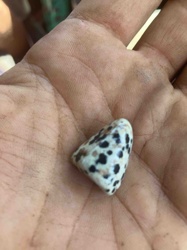 Spotted Cone Snail Shell Fragment
