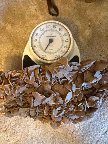 Large Selenite Desert Rose Cluster
