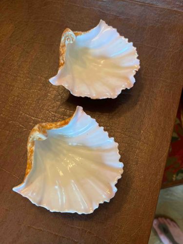 Pair of Natural Scallop Shell Dishes with Pearlescent Finish