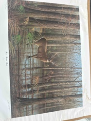 Rose Bottom Buck - Limited Edition Print