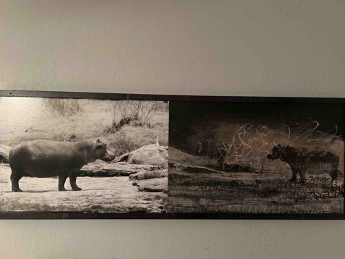 Mixed Media Hippopotamus Diptych