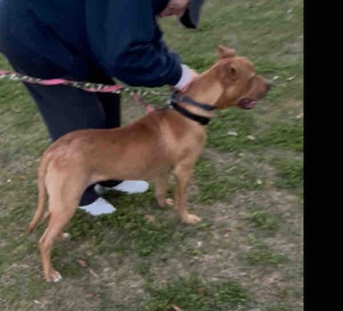 Mixed-Breed Dog (Pit Bull Terrier Type Heritage)