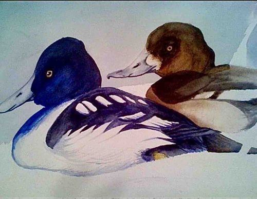 Two Goldeneye Ducks